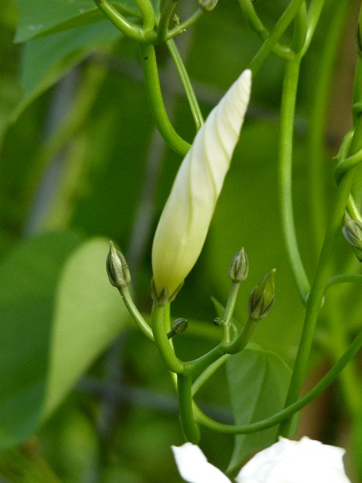 Ipomoea tricolor 'Pearly Gates' bouton